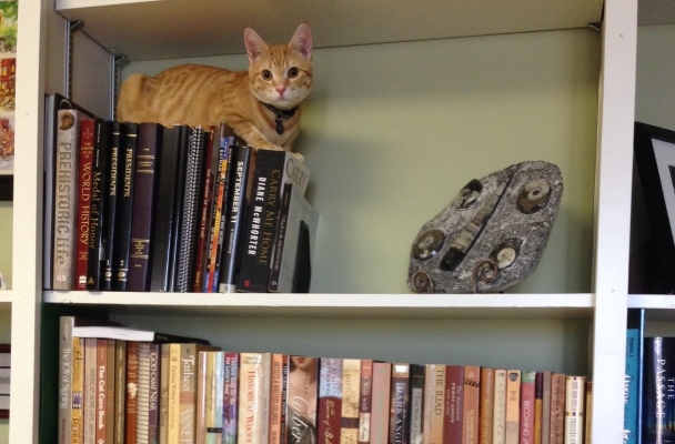 An orange tabby sits on a shelf of black books. Below him is another shelf with books with covers in varying shades of brown.