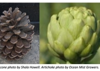 On the left side is a photo of a pine cone. On the right is an artichoke.