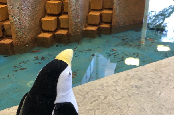 stuffed penguin looking at a manmade fountain on the hospital grounds