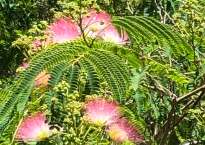 Silk tree have feathery pink flowers on their tops.