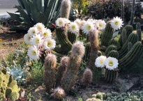 image shows a cactus garden. it was taken in the springtime so one of the cactus clusters is topped with lots of large white daisy like flowers. it's beautiful and surprising.